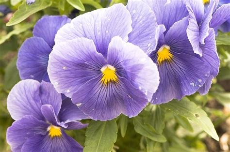 Viola X Wittrockiana True Blue Photograph By Science Photo Library