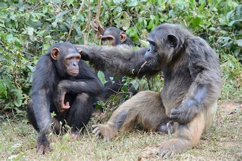 Same Sex Sexual Behavior In Chimpanzees Challenge Our Gendered Biases