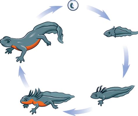 Newts Life Cycle