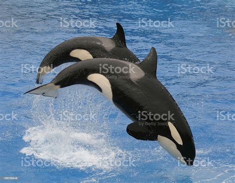 Killer Whales Stock Photo Download Image Now Istock