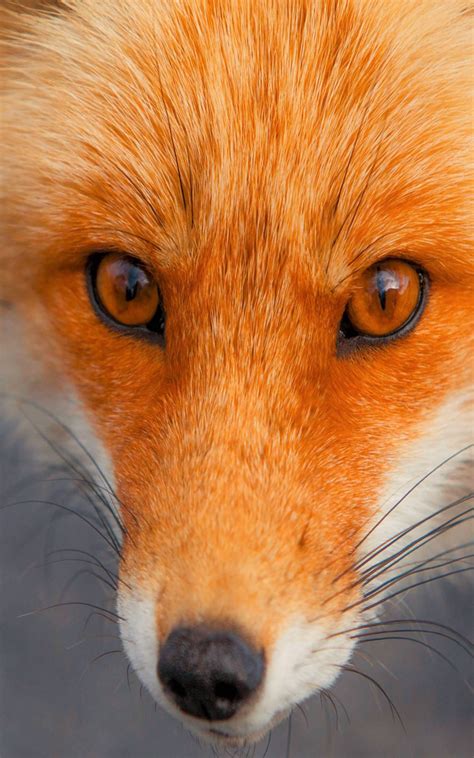 Red Face Fox Download Free Hd Mobile Wallpapers
