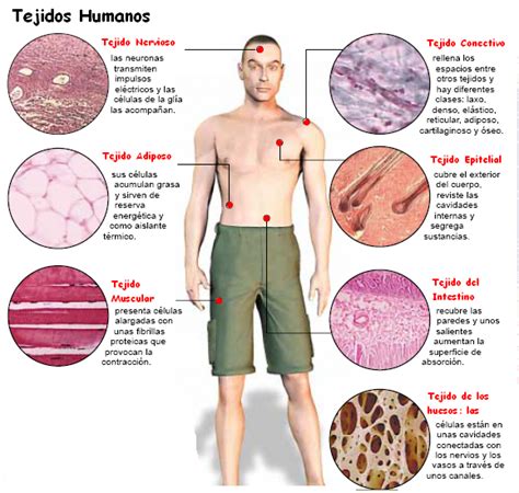 Tejidos Tejidos Humanos