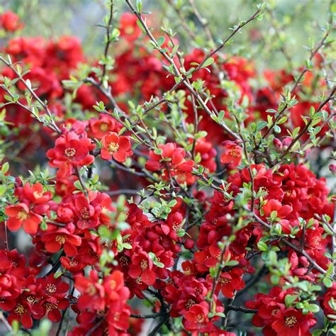 Chaenomeles Japonica Sargentii Large Plant Shrubs And Roses