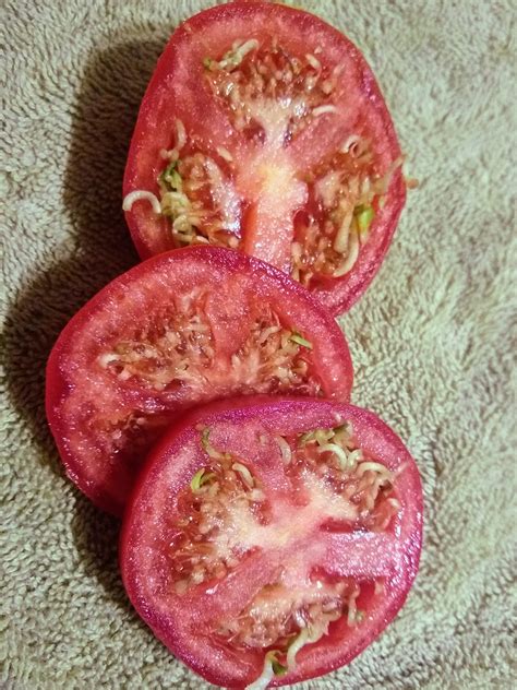 Sliced A Tomato And The Seeds Were Sprouted Rmildlyinteresting