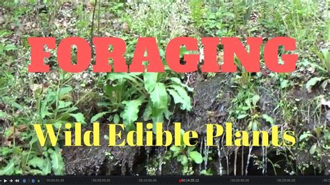Wild Edible Plants Youtube