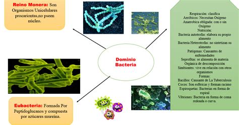 Biología Mapa Mental 9 Dominio Bacteria