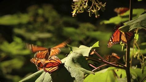 El Santuario De Las Mariposas Monarca Video Cnn