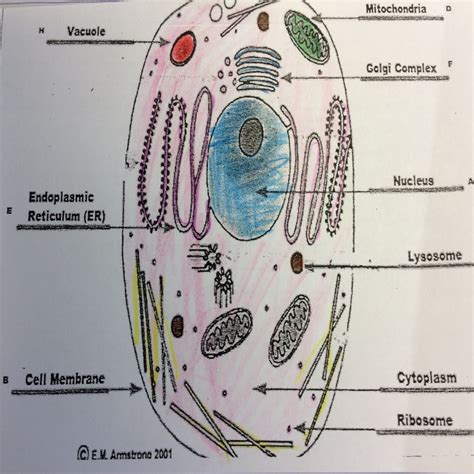 This is a diagram of an animal cell.