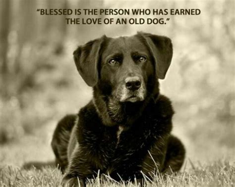 Old Dog Quotes Pinterest