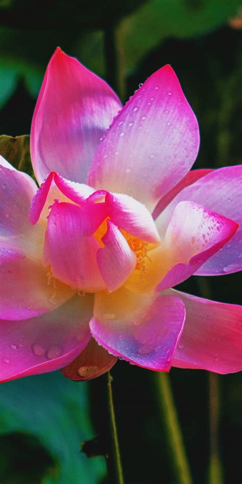 1080x2160 Adorable Flower Pink Lotus Wallpaper Lotus Wallpaper
