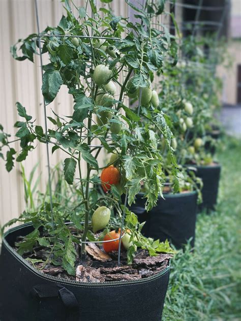 How Many Cherry Tomatoes Per Plant The Ultimate Guide Foliar Garden