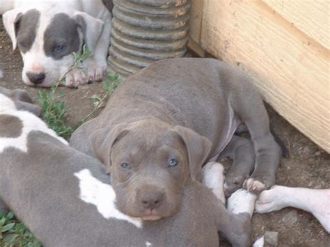 Ukc Registered Blue Nose Pitbull Puppies For Sale In Fullerton