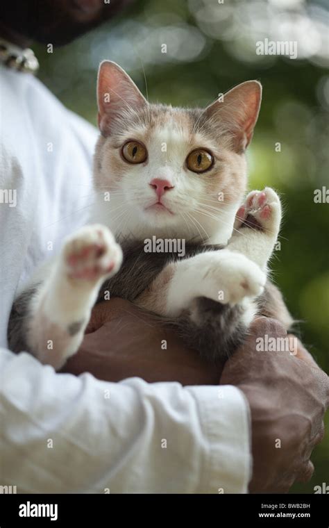 Holding A Cat In The Arms Hi Res Stock Photography And Images Alamy