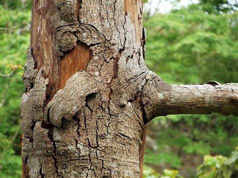 A Guide To Common Tree Diseases Tree Removal