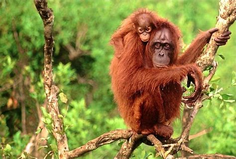 Endangered Animals In Malaysia List Of Top 10 Endangered Animal