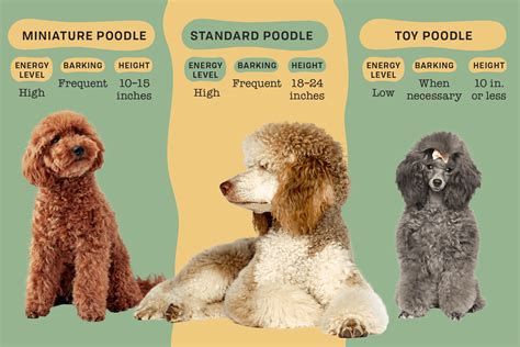 Your Guide To The 3 Types Of Poodles Toy Miniature And Standard