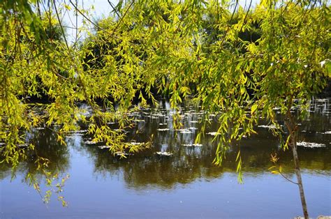 Autumn Scenery Near A Lake With Yellow Leaves On Trees In Fall Stock