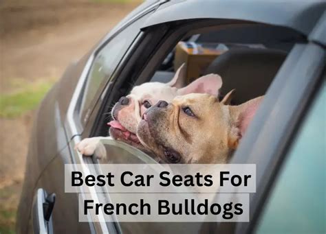 Pawsitively Safe And Stylish The 5 Best Car Seats For French Bulldogs