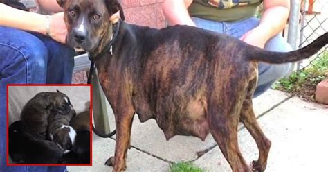 Momma Dog Pregnant With 12 Puppies Refused To Give Birth At Shelter
