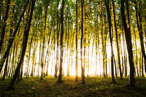 Beautiful Morning Scene In The Forest Stock Photos