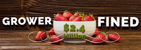 California Strawberry Grower Fined $2.4 Million | AndNowUKnow