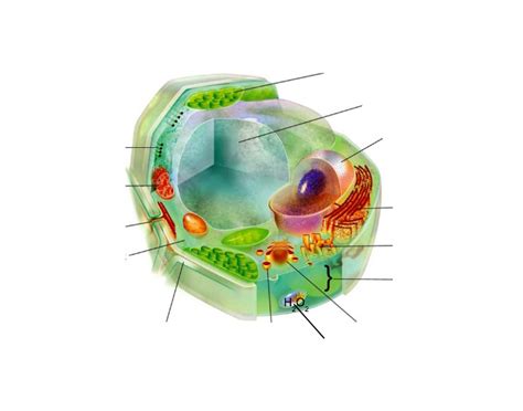 Check spelling or type a new query. Typical Plant Cell