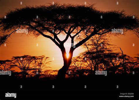 Umbrella Acacia Tree At Sunset Acacia Tortilis Ngorongoro Conservation