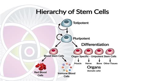 Cell Differentiation The Stem Cells Unique Characteristic
