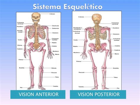 Sistema Osteomuscular