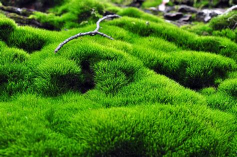 What Is A Moss Slurry How To Make A Moss Slurry For The Garden
