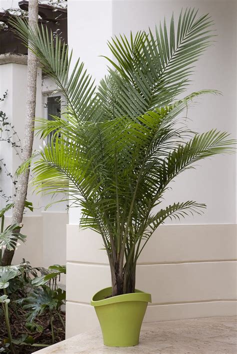 How To Care For A Majesty Palm Plant Milford Domingo