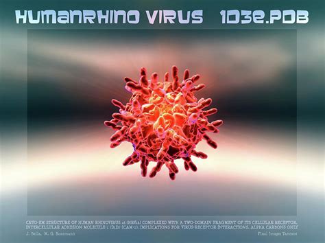 Rhinovirus Particle Photograph By Sci Comm Studiosscience Photo