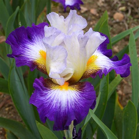 Iris Germanica Irisades Grand Iris Des Jardins Blanc Et Améthyste