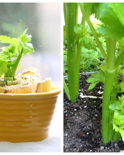 How To Grow Peppercorns Like An Expert Dengarden Home And Garden