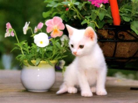 Free Download Animals Cats Hidden Cat 026991  1280x800 For Your