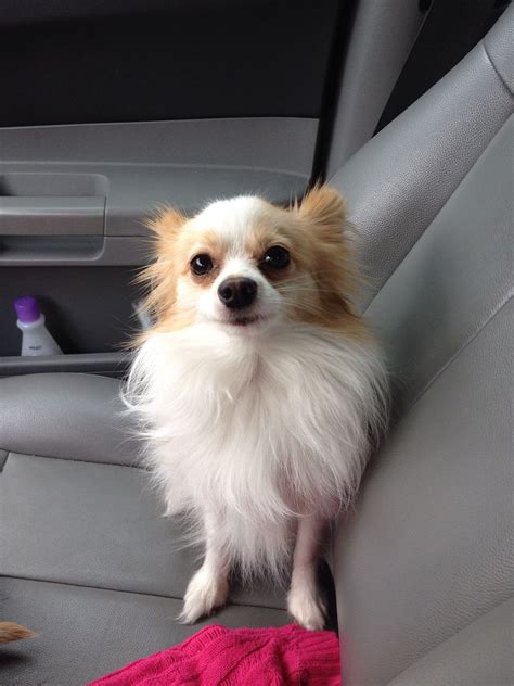Long Haired Chihuahua Papillon Mix Pictures