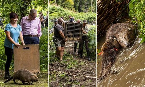 Beavers Released Into The Wild 400 Years After Species Became Extinct