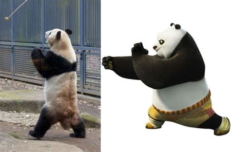 The Real Kung Fu Panda Lives In A Zoo In Tokyo 3 Pics
