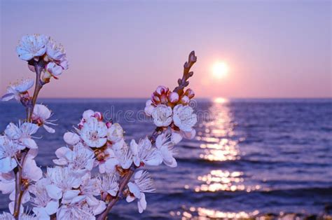 Cherry Blossoms Against The Sea Stock Image Image Of April Cherry