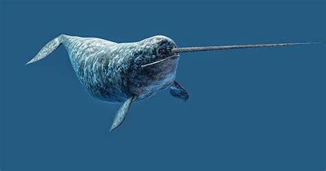Horn Fish Narwhals Narwhals