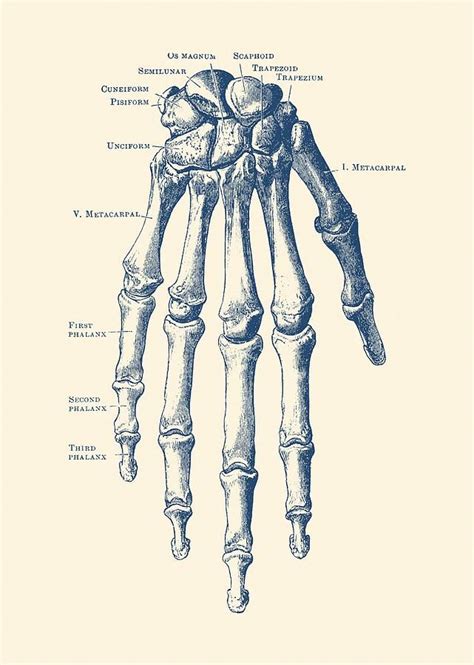 Skeleton Hand Drawing Down Facing Hand Skeletal Diagram Anatomy
