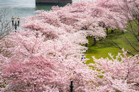 10 Impressive Spots For Cherry Blossoms In Portland Video 2022