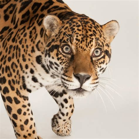 Jaguar National Geographic