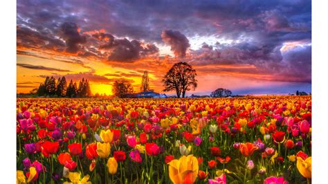 Sunrise 4k Tulips Wallpaper 3840×2160 Paisajes Pinterest