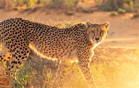 South Africas Rarest The Cheetah