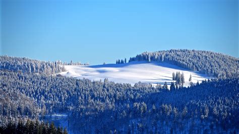 Download Black Forest Tree Winter Landscape Sunny Day 1920x1080