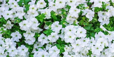 Add These Pretty White Flowers To Your Garden For A Beautiful Display