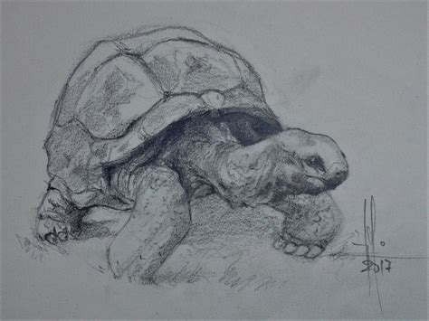 Dibujo Tortuga Terrestre Por Francisco Javier Abellán Animal Drawings
