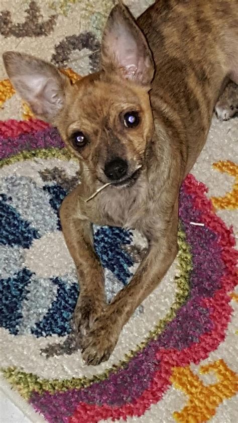 My Brindle Chihuahua Named Gracie Chihuahua Names Dogs Cute Dogs