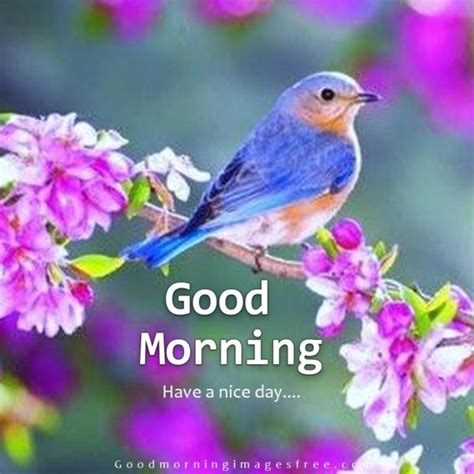 85 Best Good Morning Birds Images Wishes Quotes And Status